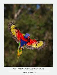 Australian Birds In Flight Images Rainbow Lorikeet In Flight Pet Birds Australian Birds Birds Painting