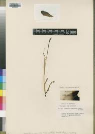 Image result for Sporobolus molleri