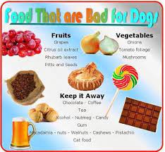 Top 16 Worst Human Foods For Your Dog Romeo The Little Black Dog Dog Food Recipes Can Dogs Eat Make Dog Food