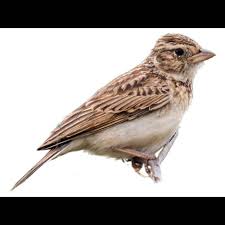 Image result for Monodora minor