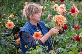 Maybe you would like to learn more about one of these? How To Plant Grow Care For Dahlias Sarah Raven