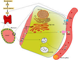We did not find results for: Frontiers Molecular Insights Into The Relationship Between Autoimmune Thyroid Diseases And Breast Cancer A Critical Perspective On Autoimmunity And Er Stress Immunology
