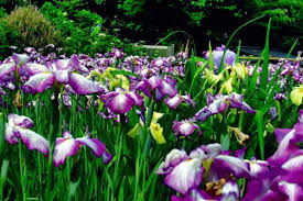 When the pods are dry and brown, they split open and the seeds are probably ripe. Germination Of Iris Seeds Preparation Care And Planting