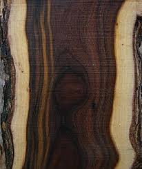 Image result for Acacia ataxacantha