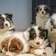 Puppy Pals event image