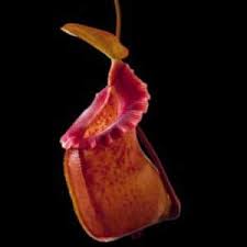 Image result for Nesaea spathulata