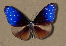 صور فراشات طبيعية رائعه جدا منتديات عبير Insects Moth Animals