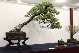 The 1 to 2.5 inch long needles are stiff and twisted, forming blue/green tufts or foliage at branch tips and. Care Guide For Pine Bonsai Species Pinus Bonsai Empire