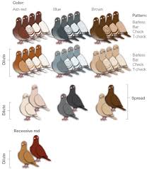 Pigeon Color Names Pigeontype