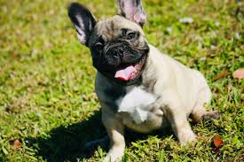 However, we are not a puppy mill. French Bulldog Puppies For Sale Tampa Fl 289486