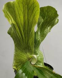 Image result for Platycerium stemaria