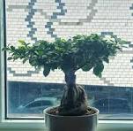 First ever bonsai - ficus microcarpa. Really happy with the ...
