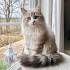 About The Breed | Siberian Miracle Cattery