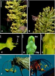 Image result for Habenaria adolphi