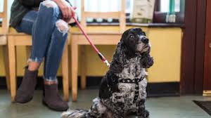 Etour.com has been visited by 100k+ users in the past month Price List Vet Prices In Barnsley Skelmanthorpe And Sheffield Churchfield Vets