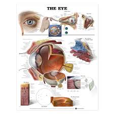 The Eye Anatomical Chart Poster Laminated