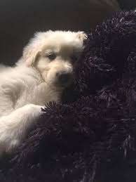 Maybe you would like to learn more about one of these? Maremma Sheepdog Puppy Photograph By Cathy Johnson
