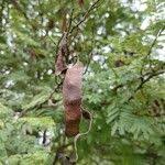 Image result for Acacia ataxacantha