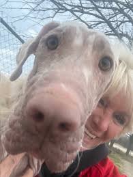 Sabrina has no concept of personal space❤ We are totally in love with this  precious dog. Sabrina has brought so much joy and light into our lives at  the Tunica Humane Society.