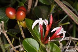 Image result for Carissa tetramera