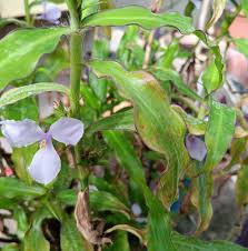 Image result for Coleotrype natalensis