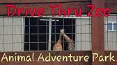 Understand the boundaries between cam, organizational operations, and personal lives of all involved. Johari Oliver Giraffe Cam Animal Adventure Park Youtube
