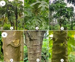 Image result for Vasconcellea pubescens