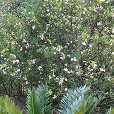 Image result for Rothmannia globosa