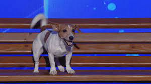 Got Talent Dog Gif By Romania S Got Talent Find Share On Giphy The dog barked at the statue while their owner held their leash. got talent dog gif by romania s got
