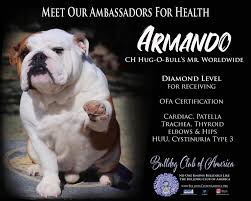 Bulldogs have been coming steadily into our rescue program the entire year and we're always in need of more forever homes for our rescue dogs. Meet Armando One Of The 2019 Bca The Bulldog Club Of America Facebook