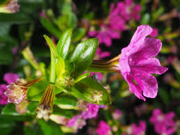 Image result for Cuphea hyssopifolia