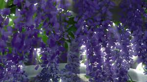 What flower represents death in japan. Flower Language In Wonder Egg Priority Atelier Emily