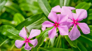 Image result for Catharanthus
