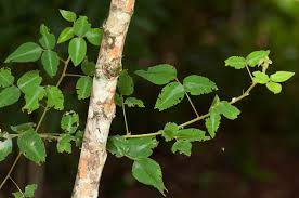 Image result for Desmodium uncinatum
