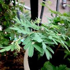 La portulaca è una pianta succulenta e infestante, dai fiori molto decorativi. Buy Natural Plants Online At Nurserylive Largest Plant Nursery In India Plant Nursery Online Plant Nursery Plants
