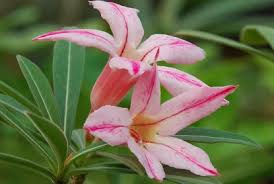 Image result for Adenium oleifolium