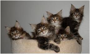 If you have a spare $1k for a maine coon kitty think about the other costs as well. Why Are Maine Coon Cats So Expensive