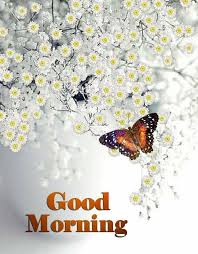 White Flower Good Morning Butterfly Image Morning Good Morning Good Morning Quotes Good Morning Images G Good Morning Images Latest Good Morning Morning Images