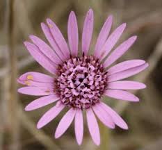 Image result for Gerbera viridifolia