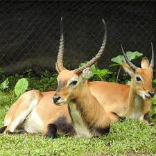 The melaka zoo and night safari advocate conservation, education, and recreation organization dedicated to the reproduction, protection, and exhibition zoo melaka, established since 1963 under the care of melaka state government has recently been privatized in the early 2013 under the new. Melaka Zoo Night Safari Tickets Price 2021 Online Discounts Promo