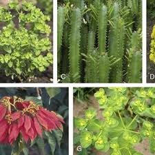 Image result for Euphorbiaceae