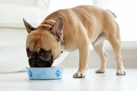 Here are the dog food advisor's editor's choice award winners. 10 Best Bland Foods For Dogs Canna Pet