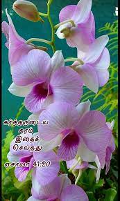 Pin By Tamil Mani On Tamil Bible Verse Wallpapers Amazing Flowers Unusual Flowers Beautiful Flowers