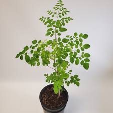 Image result for Moringa oleifera