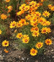 Image result for Ursinia montana