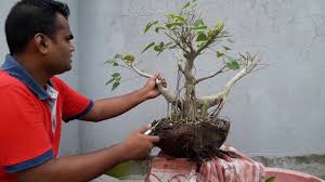 Repotting repotting a bonsai must happen when the root system has filled the pot. 40 Best Collections Repotting Ficus Bonsai Pink Wool