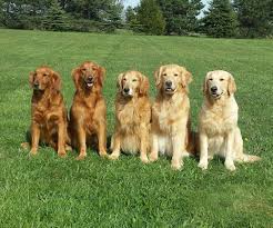 all the colors of the golden retriever dog life golden retriever golden retriever baby
