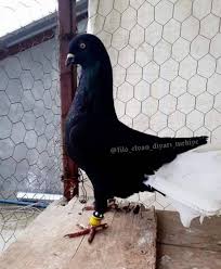 Vadim Shevchenko Adli Kullanicinin Syrian Pigeons Panosundaki Pin Kus