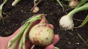 When to pull onions out of garden. Harvesting Onions How To Tell When They Are Ready To Be Harvested Youtube