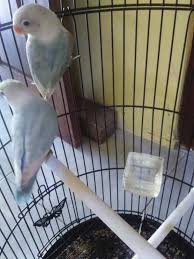 Free download directly apk from the google play store or other. Gambar Lovebird Warna Pastel Biru Pet Birds Love Birds Bird